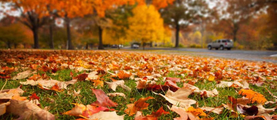 DZ Lawn Care & Snow Removal in Minneapolis - Black-Owned business