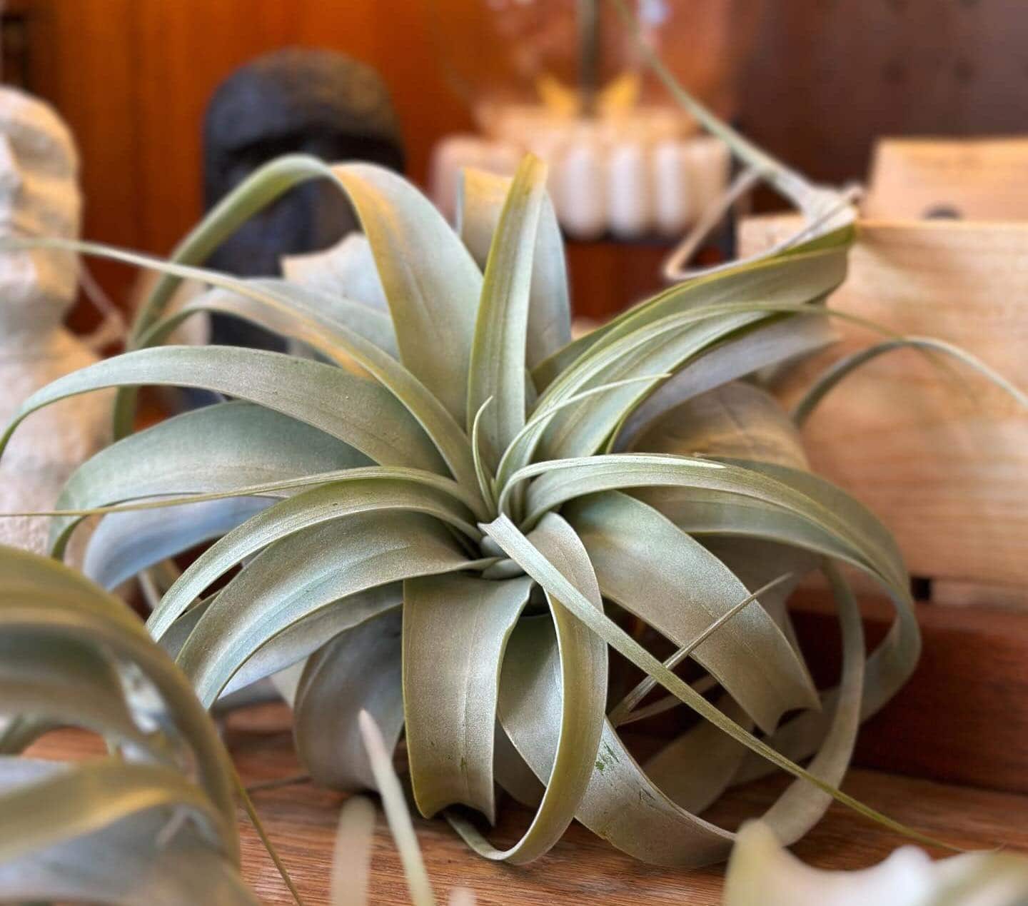 Petals and Moss in Des Moines - Black-Owned business